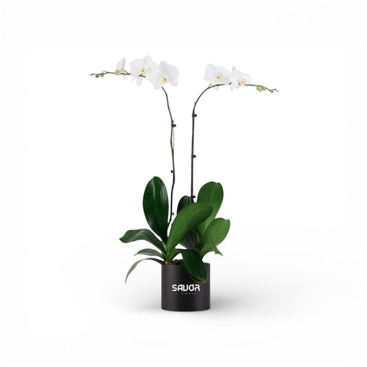 Orchid Box Medium