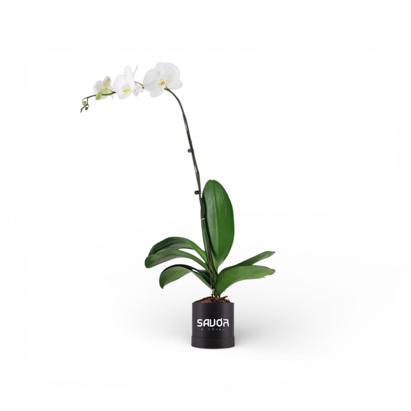 Orchid Box Small